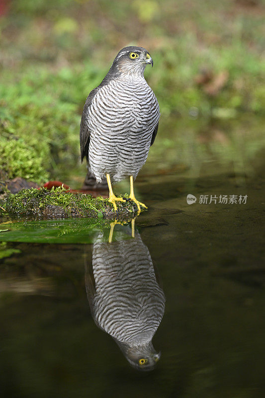 欧亚雀鹰(学名:Accipiter nisus)